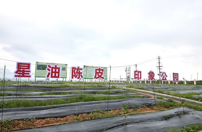 当星油藤遇上陈皮：粤桂产业、文旅和消费等领域的协作新图景