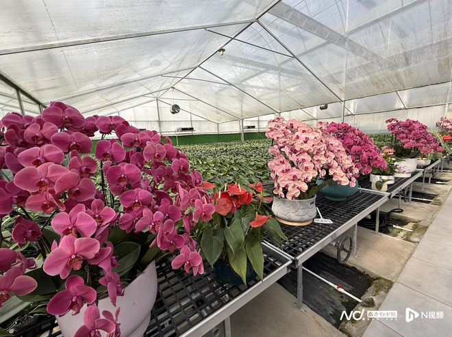 当星油藤遇上陈皮：粤桂产业、文旅和消费等领域的协作新图景(图2)