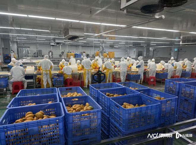 当星油藤遇上陈皮：粤桂产业、文旅和消费等领域的协作新图景(图10)