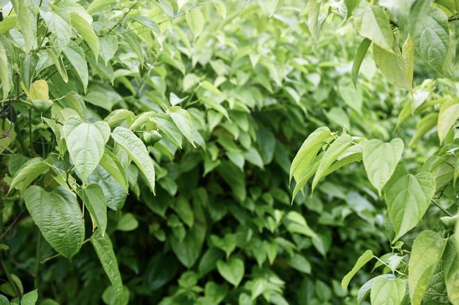 当星油藤遇上陈皮：粤桂产业、文旅和消费等领域的协作新图景(图8)