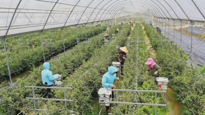 凭什么中国人吃水果可以这么便宜？(图2)