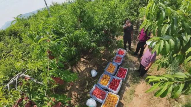 凭什么中国人吃水果可以这么便宜？(图5)