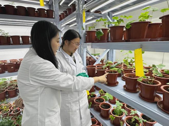 凭什么中国人吃水果可以这么便宜？(图9)