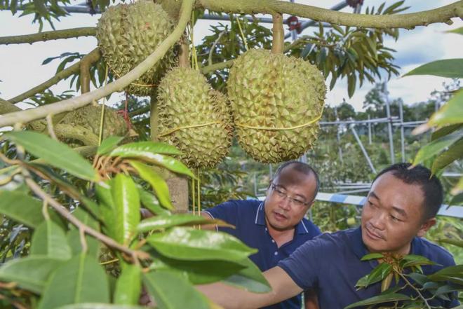 凭什么中国人吃水果可以这么便宜？(图10)